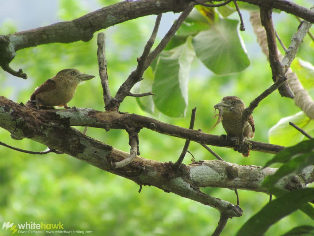 Darien specialties the Barred Puffbird Nystalus radiatus