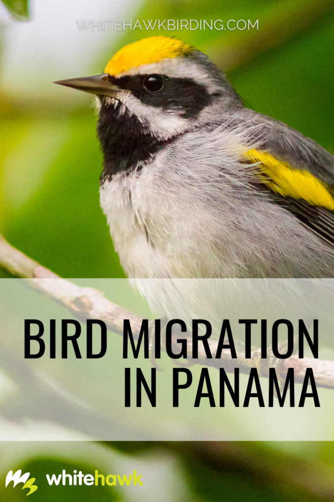 Bird Migration in Panama - Whitehawk Birding: Geographically, Panama creates a funnel for birds to cross on their migration between North and South America. Raptors, songbirds, shorebirds and more make the annual journey through Panama.