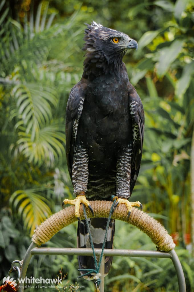 JarJar The ambassador Black Hawk-eagle