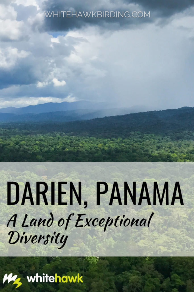 Darien Panama: A Land of Exceptional Diversity - Whitehawk Birding: Once one of the most untouched corners of the world, eastern Panama's Darien province has so much to offer and even more waiting to be discovered.