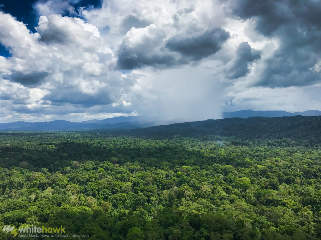 Darien Rainforest Panama Whitehawk Birding