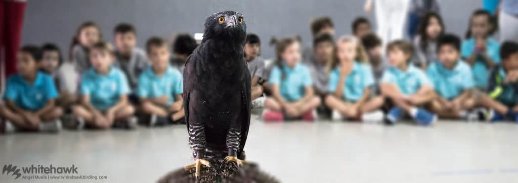 Black Hawk-Eagle Environmental Education Panama Whitehawk Birding