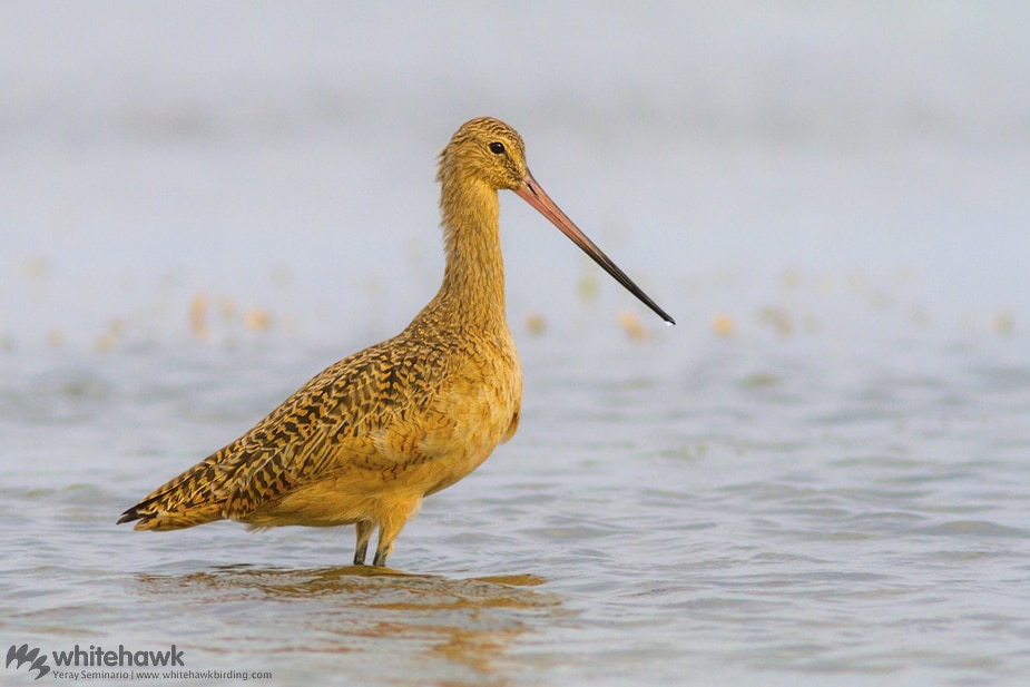 Marbled Godwit migration Panama Belize