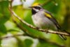 Golden-winged Warbler Panama Costa Rica migration