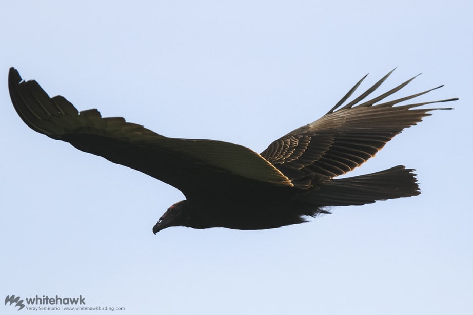 Turkey Vulture in Flight