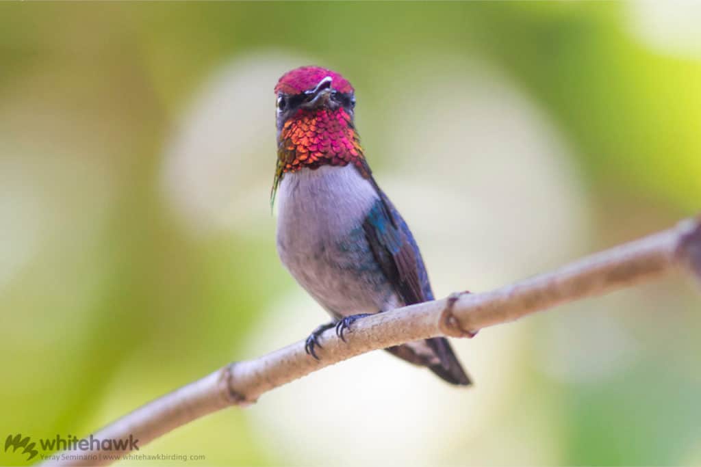 Bee Hummingbird a caribbean endangered hummingbird