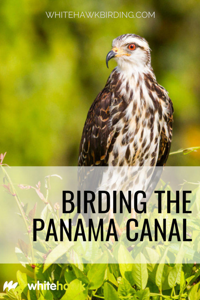 Birding the Panama Canal - Whitehawk Birding: The Panama Canal is famous for many reasons, but it is also a great place for birdwatching! A morning on the Canal and Gatun Lake will dazzle any beginner or advanced birder alike.