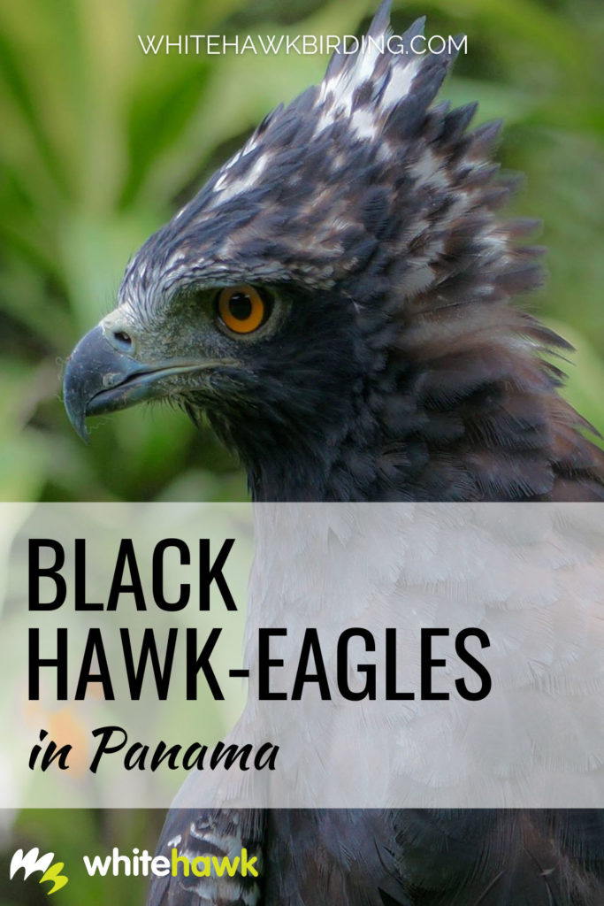 Black Hawk-Eagles in Panama - Whitehawk Birding: One of the majestic raptors of the Panamanian rainforests is the Black Hawk-Eagle, learn all about this beautiful bird of prey.