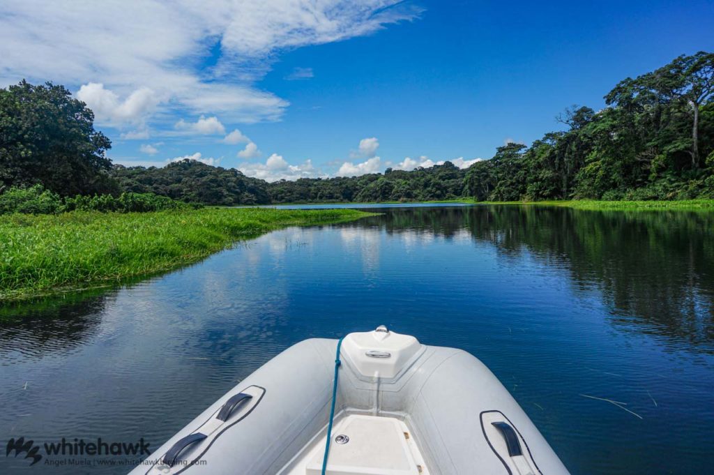 Gatun Lake Whitehawk Birding