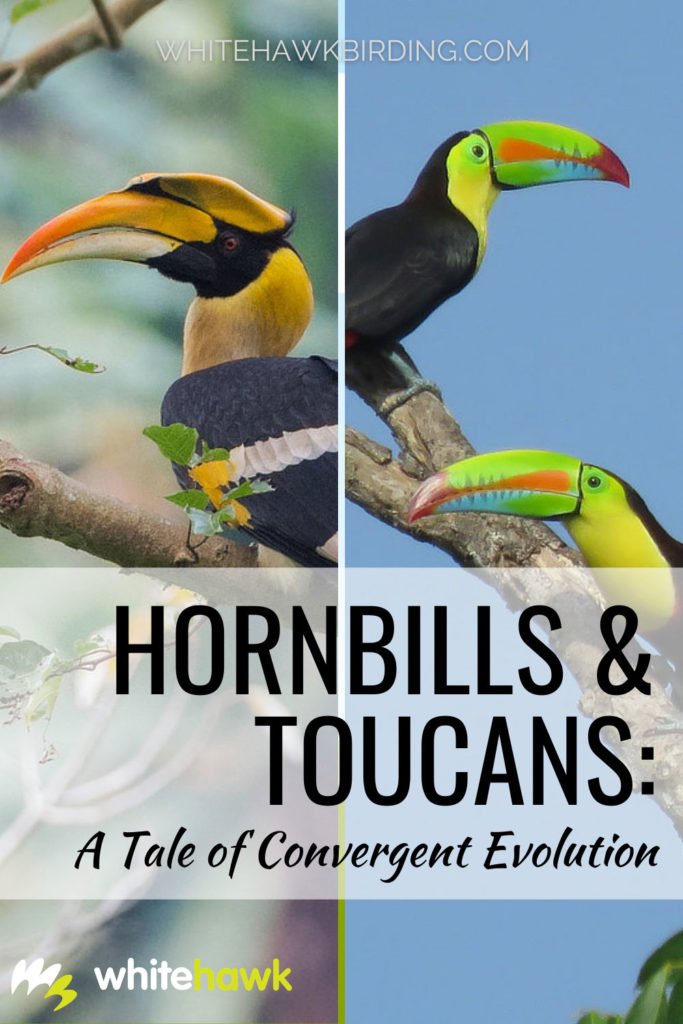 Hornbills and Toucans A Tale of Convergent Evolution - Whitehawk Birding: While they may look alike, hornbills and toucans are distinctly different birds that have evolved to fill the same ecological niche in different parts of the world.