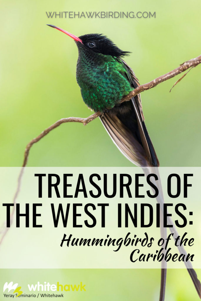 Treasures of the West Indies: Hummingbirds of the Caribbean - Whitehawk Birding: The Caribbean Islands are home to some of the most beautiful and fascinating hummingbirds in the world. Discover these amazing gems here.