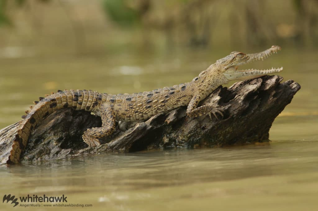 American Crocodile Whitehawk Birding