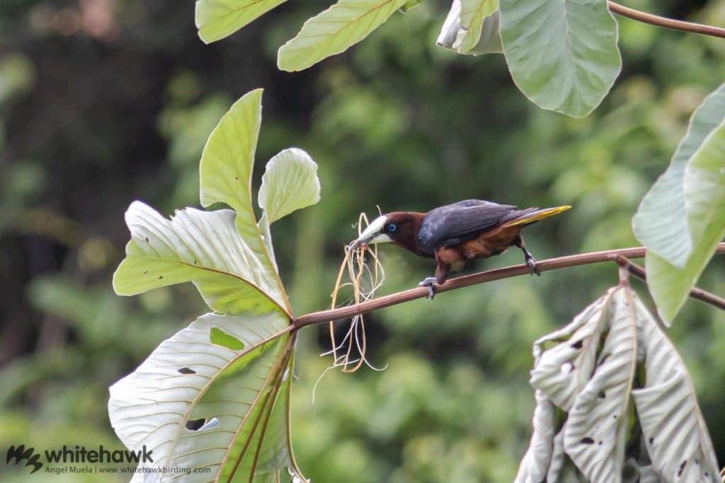 Chestnut-headed Oropendola Whitehawk Birding