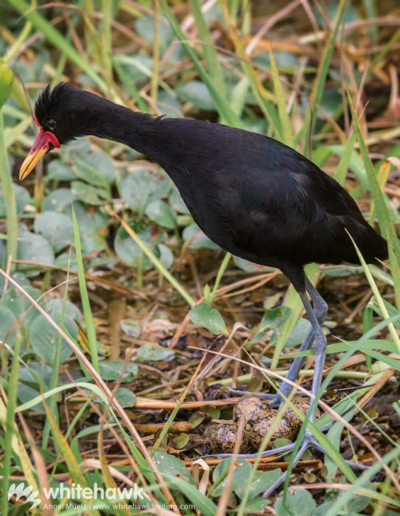 Wattled Jacana Panama Whitehawk Birding