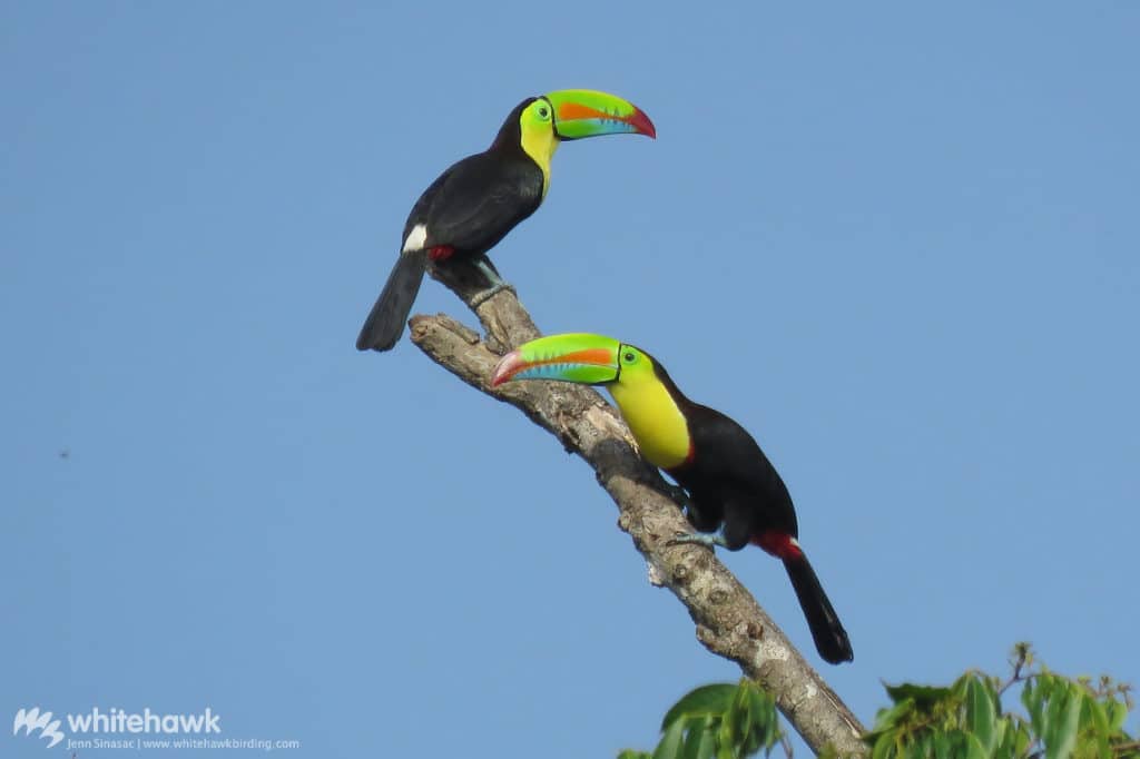 Keel-billed Toucans Panama Whitehawk Birding