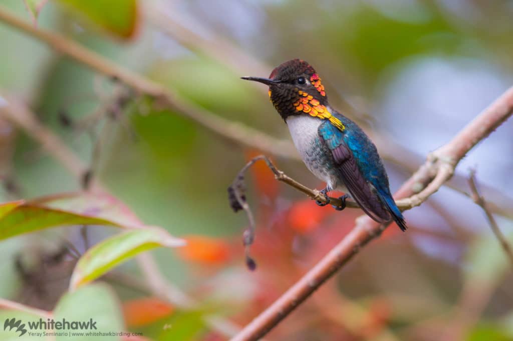 Bee Hummingbird Cuba Whitehawk Birding