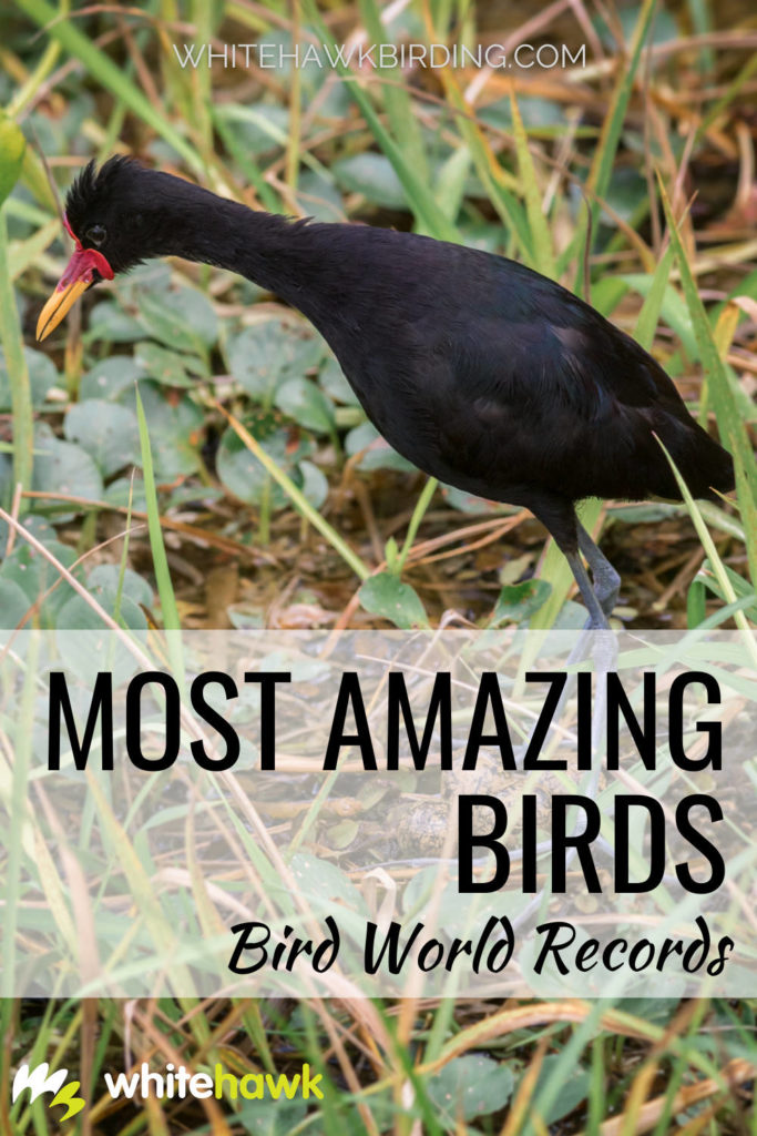 Most Amazing Birds: Bird World Records - Whitehawk Birding: What's the smallest bird in the world? What bird holds the record for fastest flight? Or sharpest hearing? Find out all this and much more about the most amazing birds!