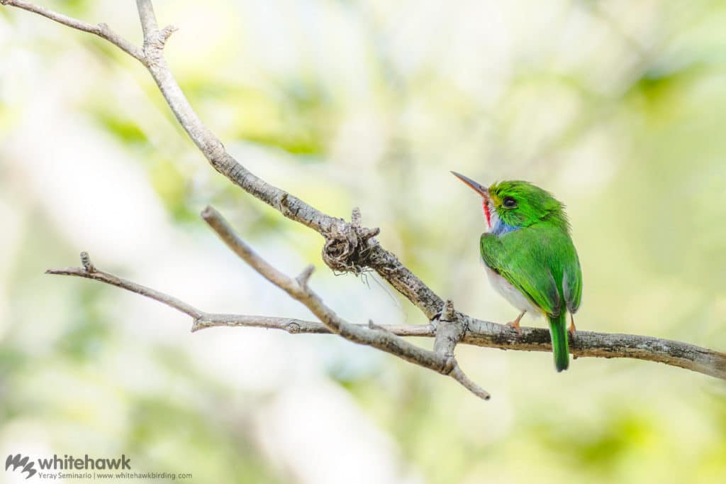 Cuban Tody Cuba Whitehawk Birding