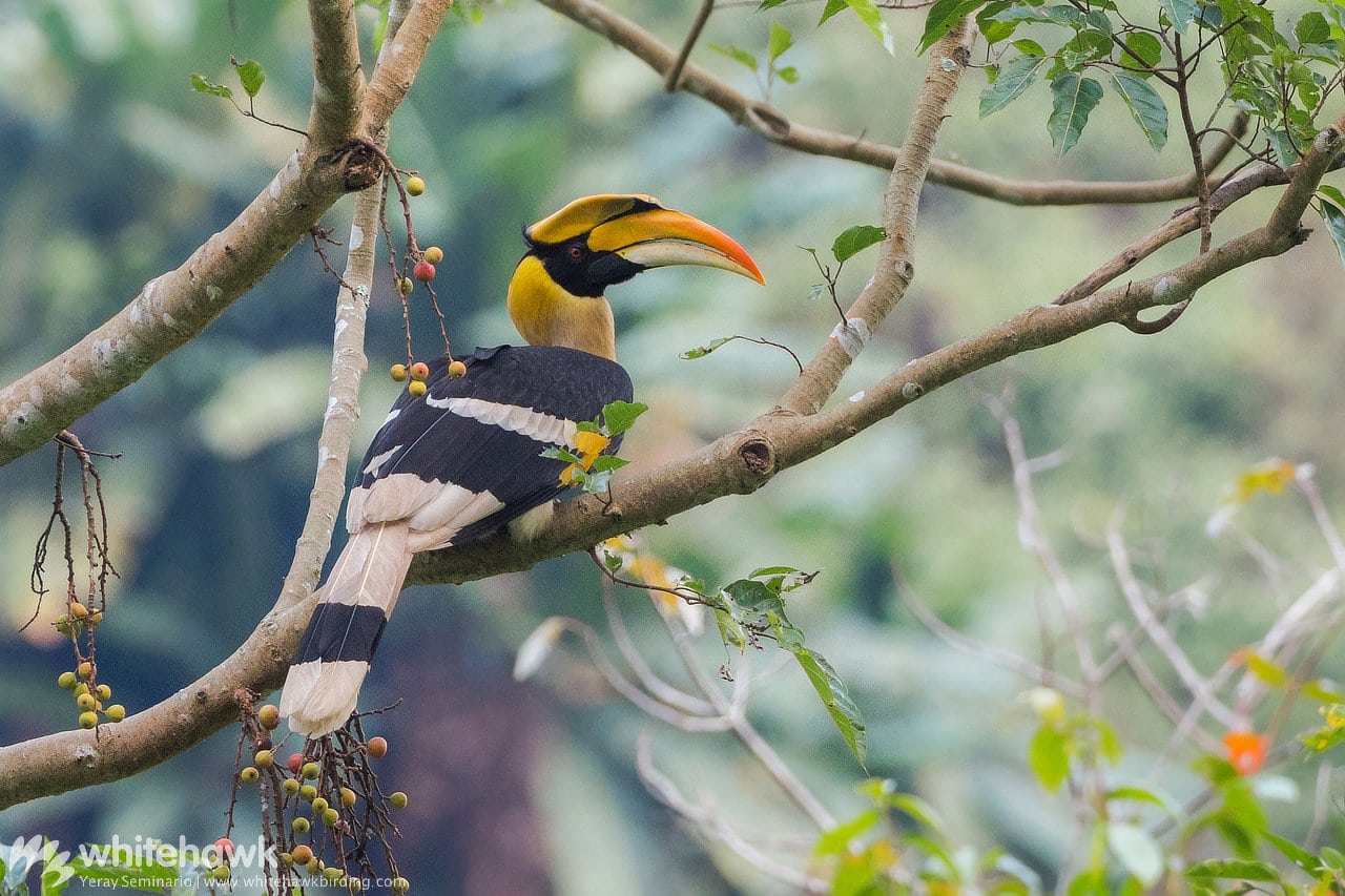 great hornbill flying in groups