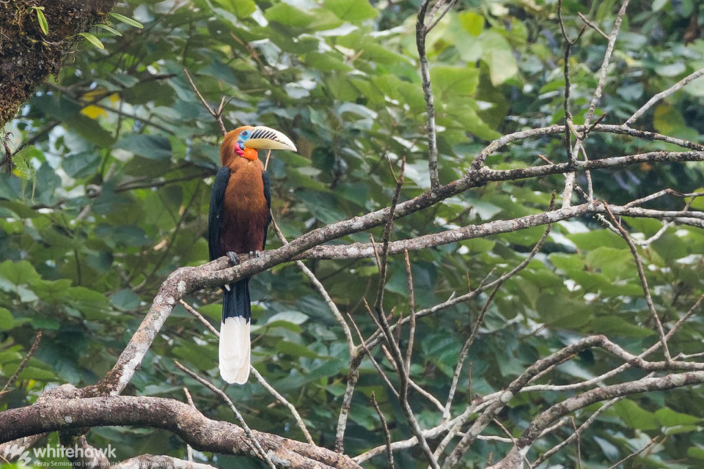 Rufous-necked Hornbill Bhutan Whitehawk Birding