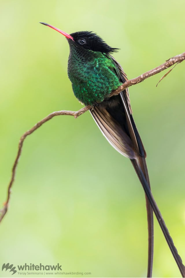 Streamertail a Caribbean Endemic Hummingbird