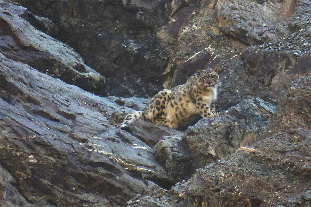 Snow Leopard India Whitehawk Birding
