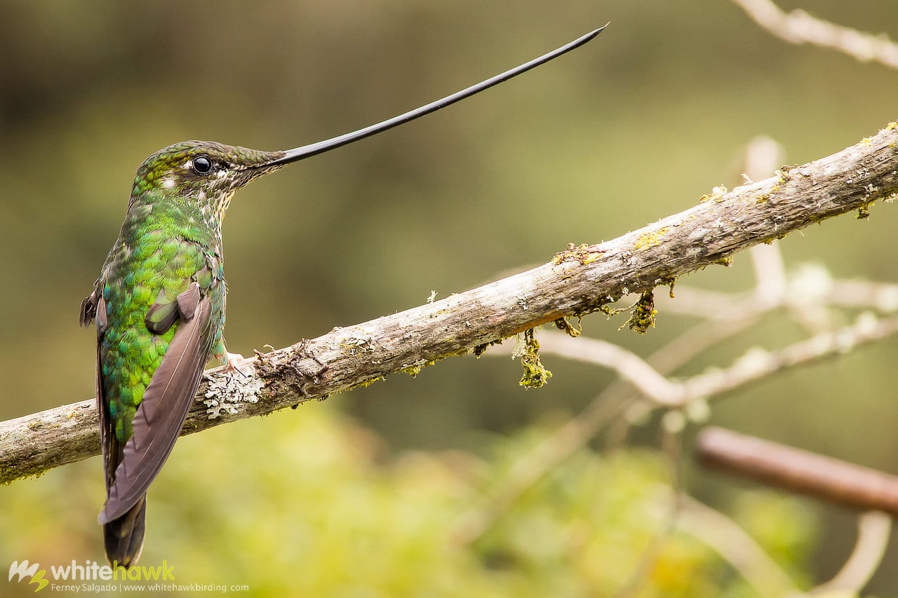 Sword-billed Hummingbird Colombia Whitehawk Birding Bird World Records