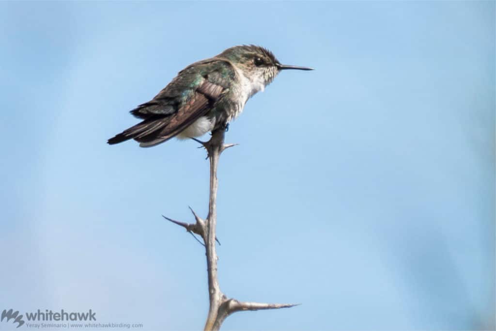 Vervain Hummingbird a Caribbean hummingbird