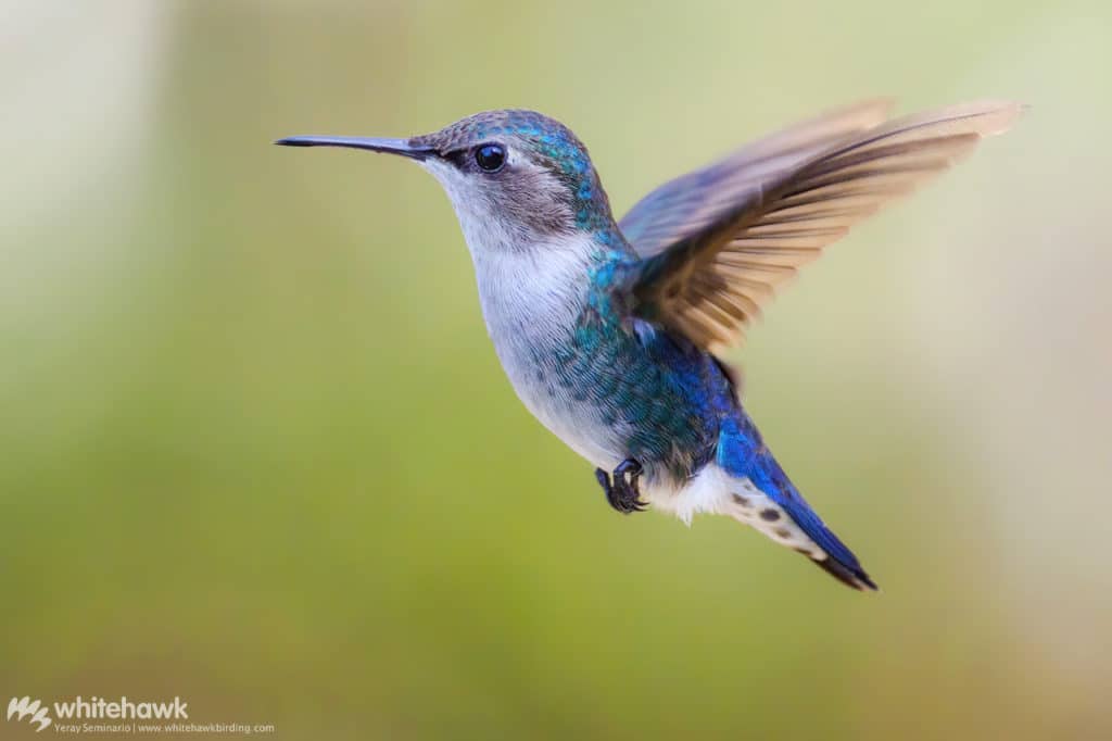 Bee Hummingbird female Cuba Whitehawk Birding