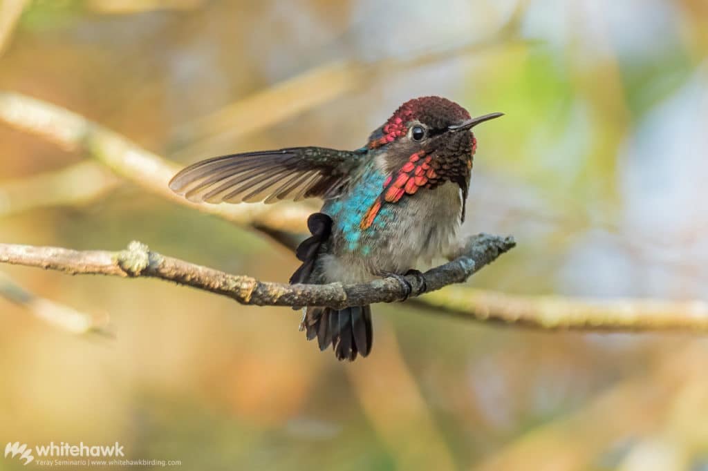 Bee Hummingbird Cuba Whitehawk Birding