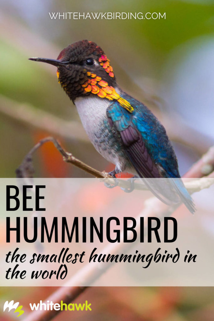 Bee Hummingbird The Smallest Hummingbird in the World - Whitehawk Birding: The tiny Bee Hummingbird is indeed the smallest bird in the world, but just how small is it? Find out all about this amazing Cuban endemic!