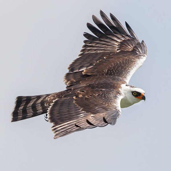 Black-and-white Hawk-Eagle | Birding Tours with Whitehawk