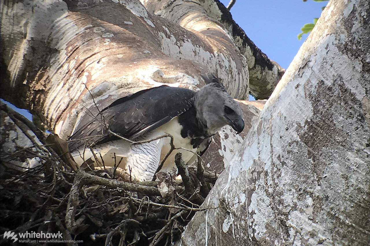 Harpy Eagle nest Panama Whitehawk Birding
