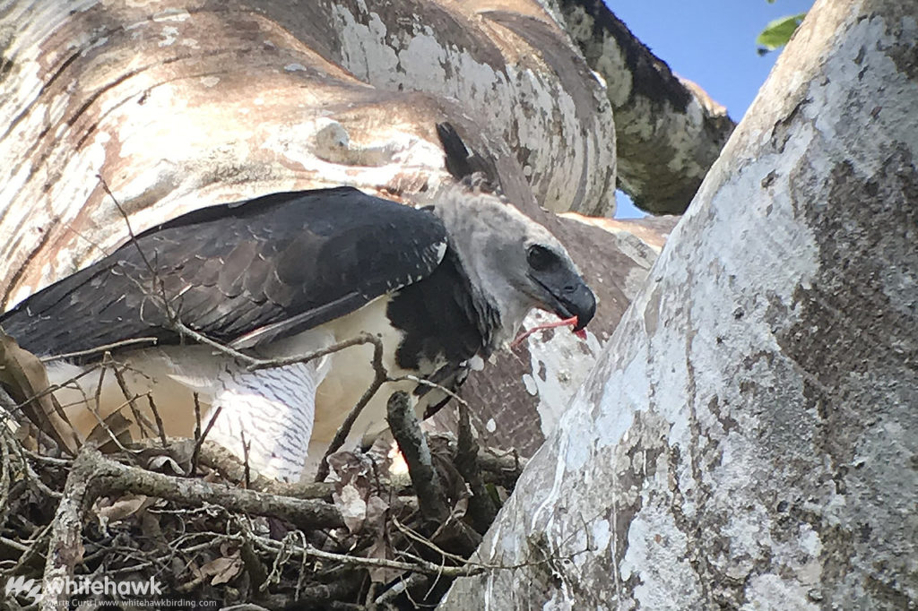 Harpy Eagle at nest in Darien Panama Whitehawk Birding