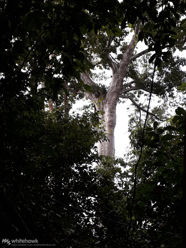 Harpy Eagle nest Panama Whitehawk Birding