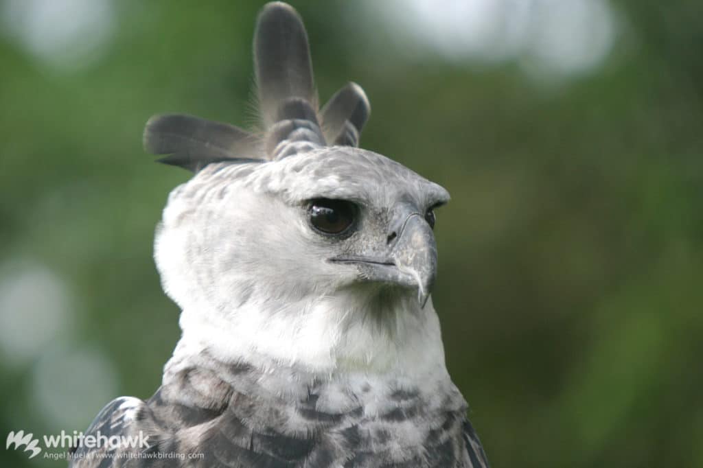 Size of Harpy Eagle, Rainforest Top Predator