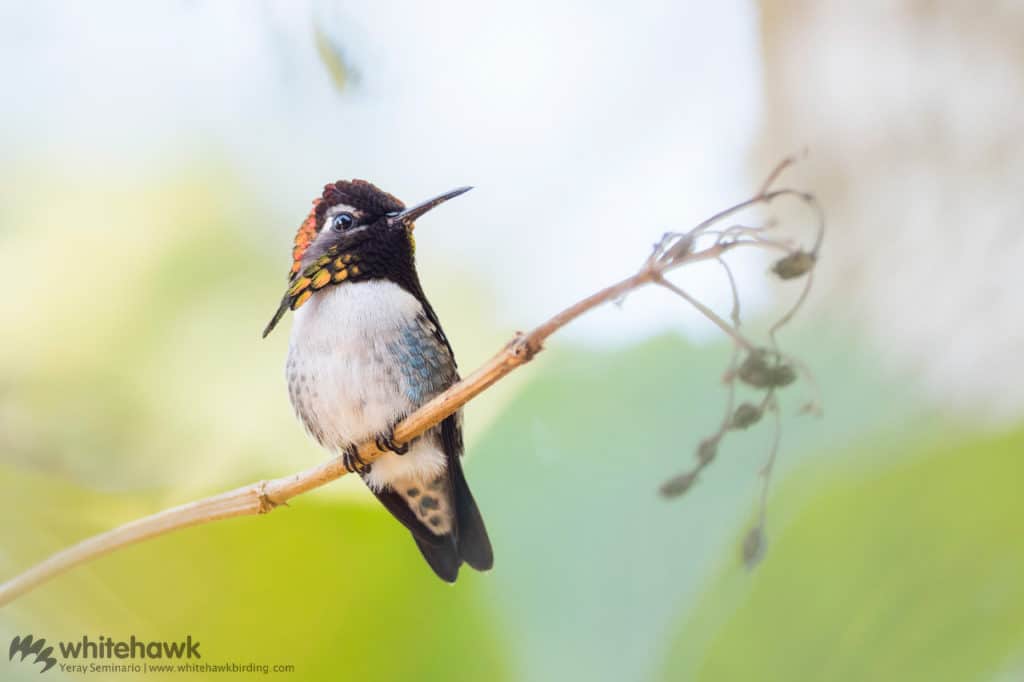 Bee Hummingbird Cuba Whitehawk Birding