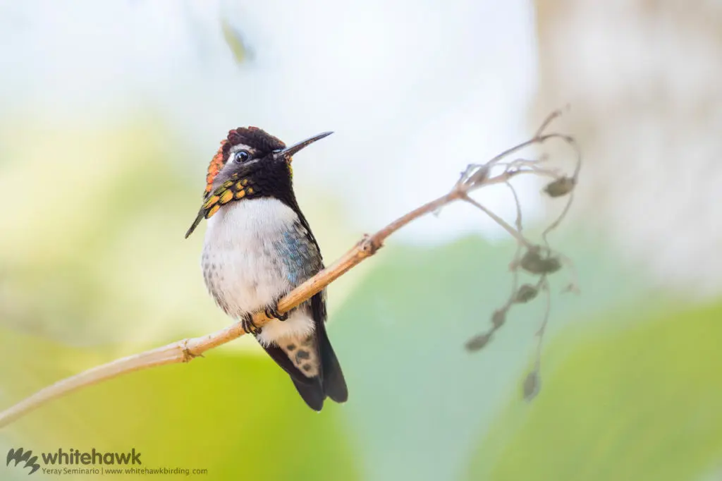 Bee Hummingbird Cuba Whitehawk Birding