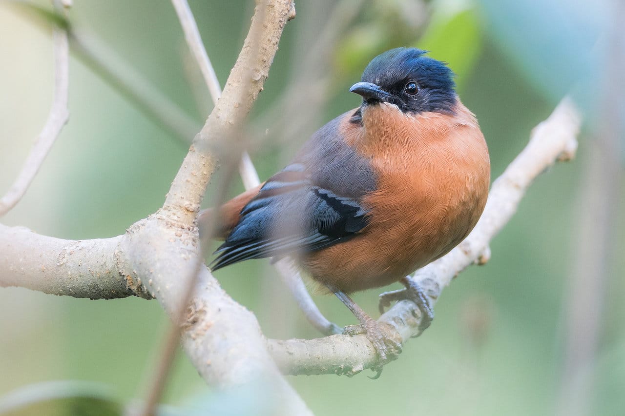 Rufous Sibia Bhutan Birding Tour Whitehawk Birding