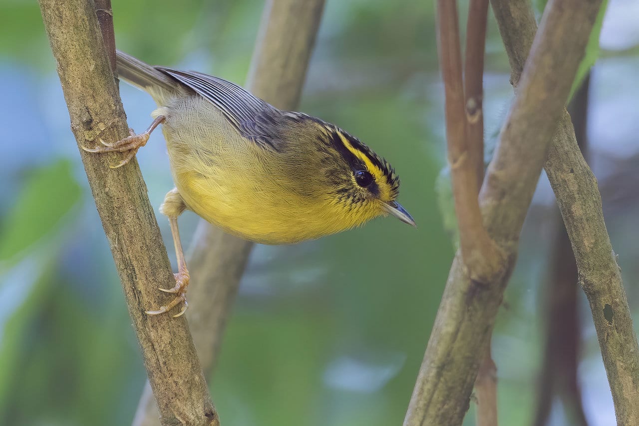 Yelllow-throated Fulvetta Bhutan Birding Tour Whitehawk Birding