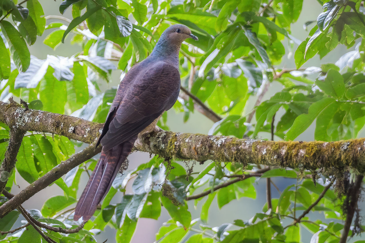 Barred Cuckoo-Dove Bhutan Whitehawk Birding