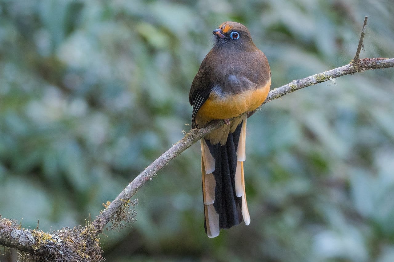 Ward's Trogon Bhutan Birding Tour Whitehawk Birding