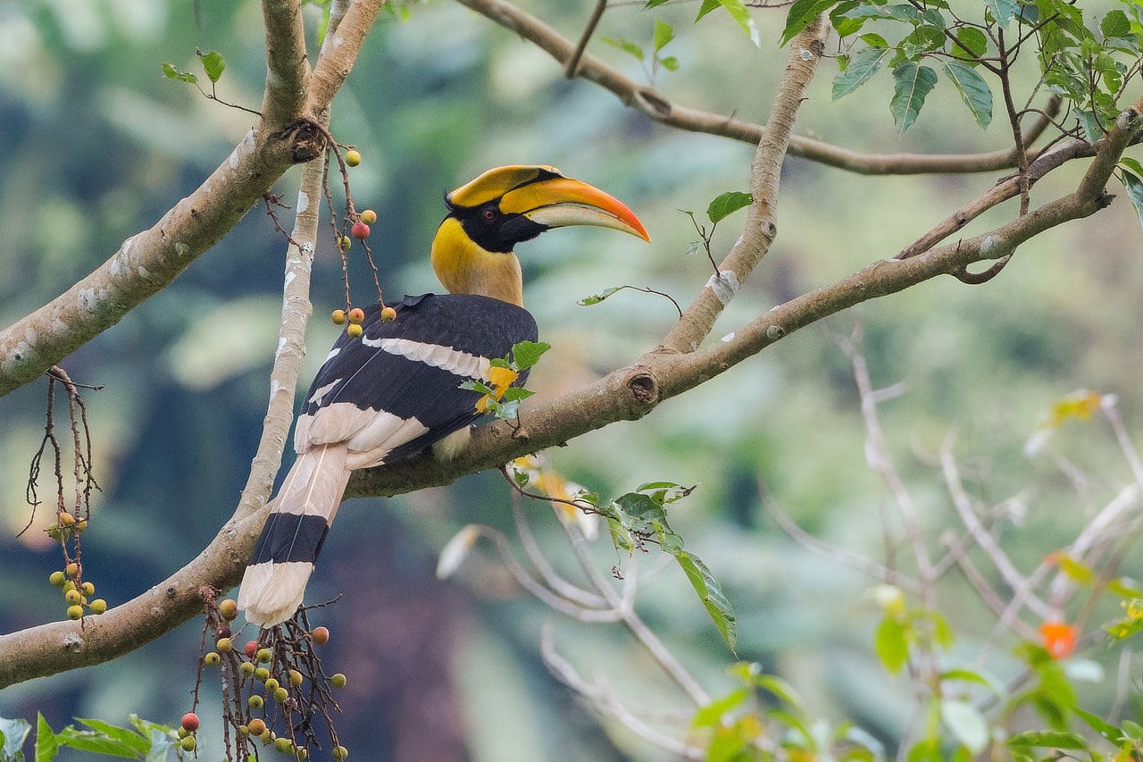 Great Hornbill Bhutan Birding Tour Whitehawk Birding