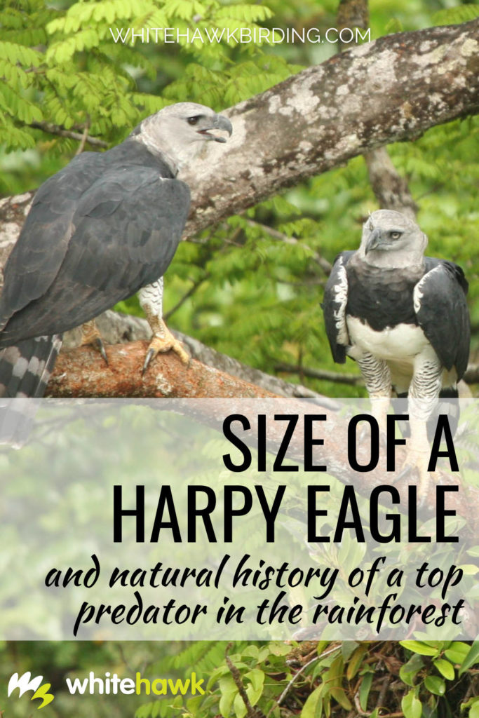 Size of Harpy Eagle and Natural History of a Top Predator in the Rainforest - Whitehawk Birding: Ever wonder just how big a Harpy Eagle is? It is capable of catching and killing large prey such as sloths and monkeys. Find out just how big it is and much more about this amazing bird.