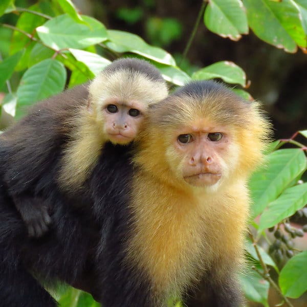 White-faced Capuchin Monkey Panama Whitehawk Birding