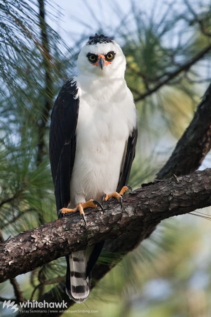 Black-and-White Hawk-eagle Belize Whitehawk Birding