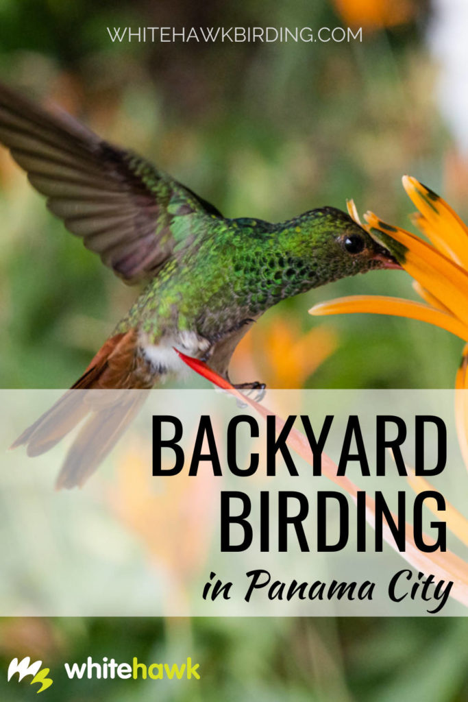 Backyard Birding in Panama City - Whitehawk Birding: Panama City in Panama is a vast concrete jungle, but despite that, there are many amazing birds that can be found right in the city!