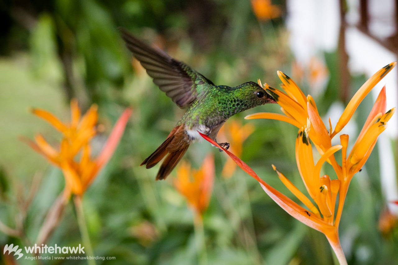 Rufous-tailed Hummingbird is a common bird in backyard birding Panama