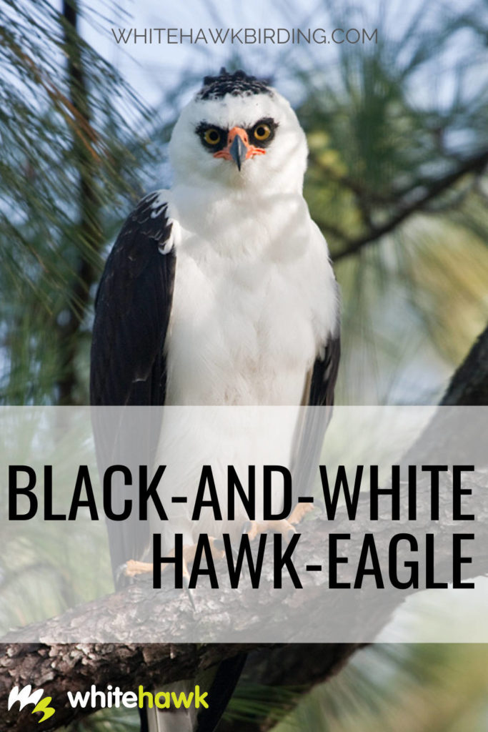 Black-and-white Hawk-Eagle - Whitehawk Birding: The Black-and-white Hawk-Eagle is one of the top predators of the Neotropics. Learn all about the Black-and-white Hawk-Eagle!