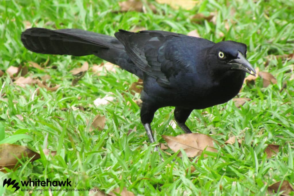 A common bird during backyard birding in Panama City